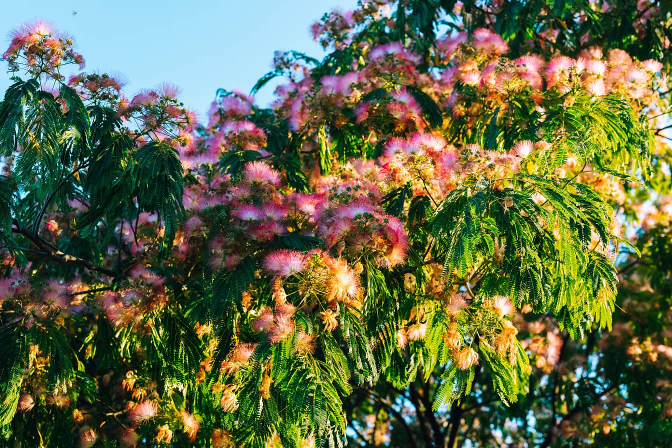 Mimoza sau arborele de mătase (Albizia julibrissin) cu flori violacee pe ramuri