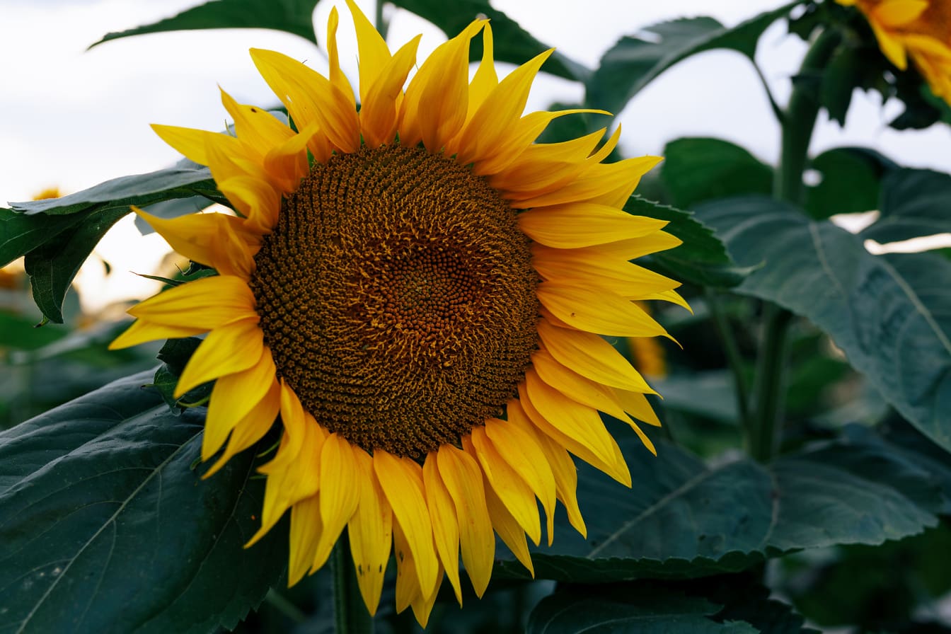Detailný záber organickej slnečnice s oranžovo žltou kvetinovou hlavou