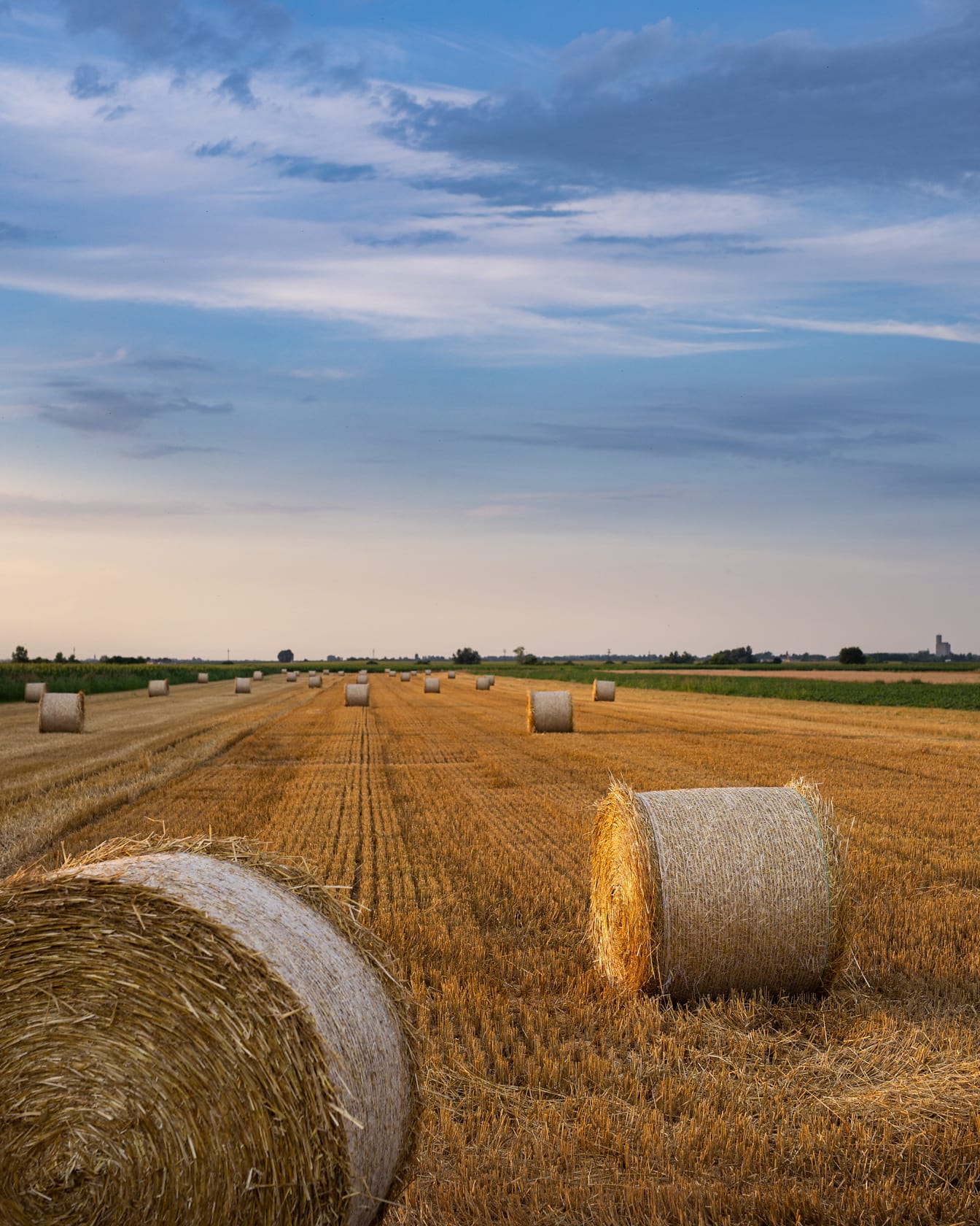 Đống cỏ khô tròn cuộn trên cánh đồng lúa mì sau khi thu hoạch