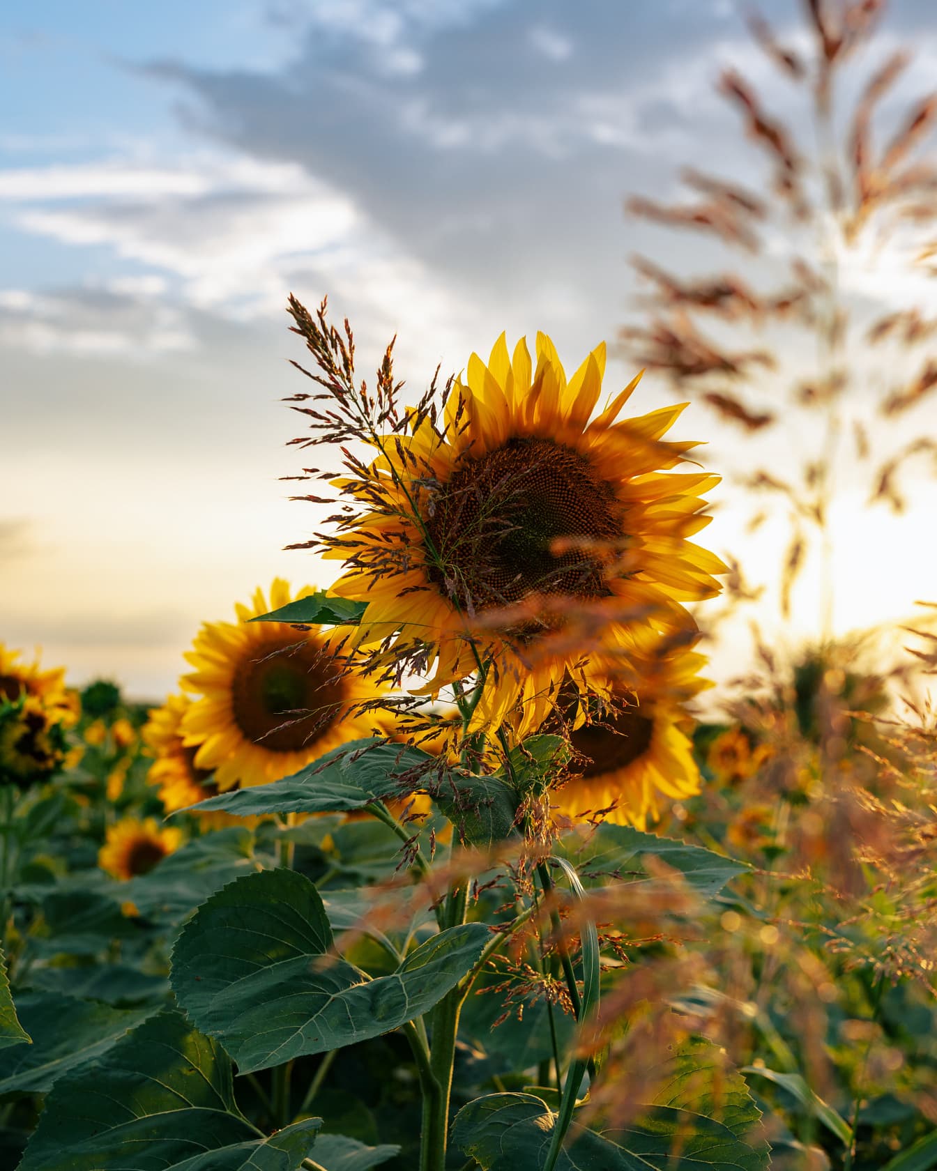 Orgaaniset auringonkukat kirkkailla auringonsäteillä kesällä