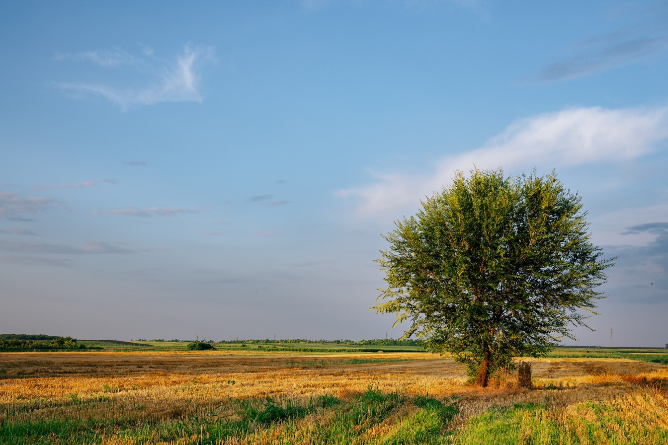 Strom se zelenožlutými listy v pšeničném poli v létě