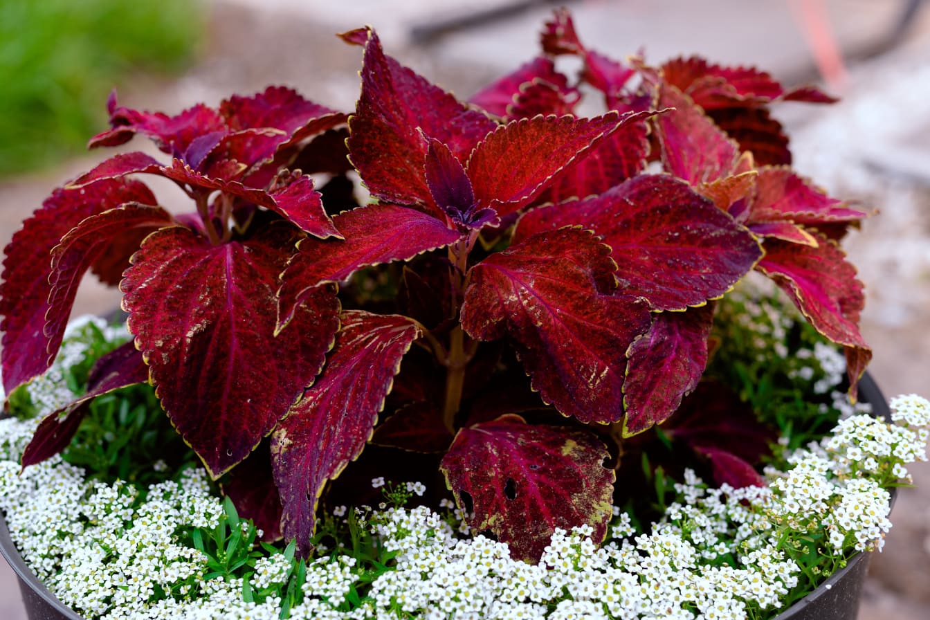 Dark red nettle herb in flowerpot close-up