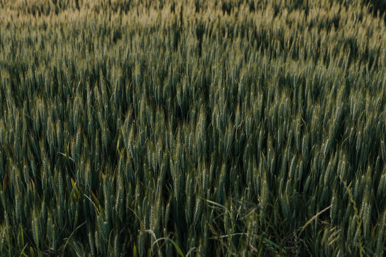 春の麦畑の濃い緑色の有機小麦