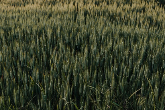 İlkbaharda buğday tarlasında koyu yeşil organik buğday