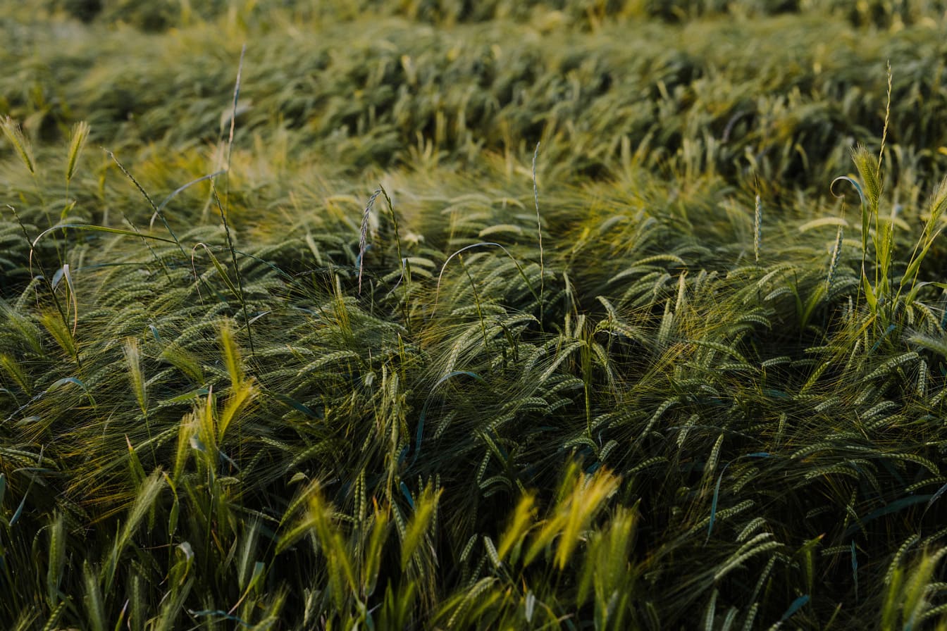 Erva de trigo no campo de trigo no close-up do vento