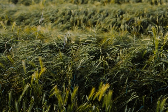 Пшенична билка на пшенично поле на вятър близък план