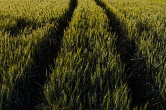 Tracks in dark green wheat field close-up landscape