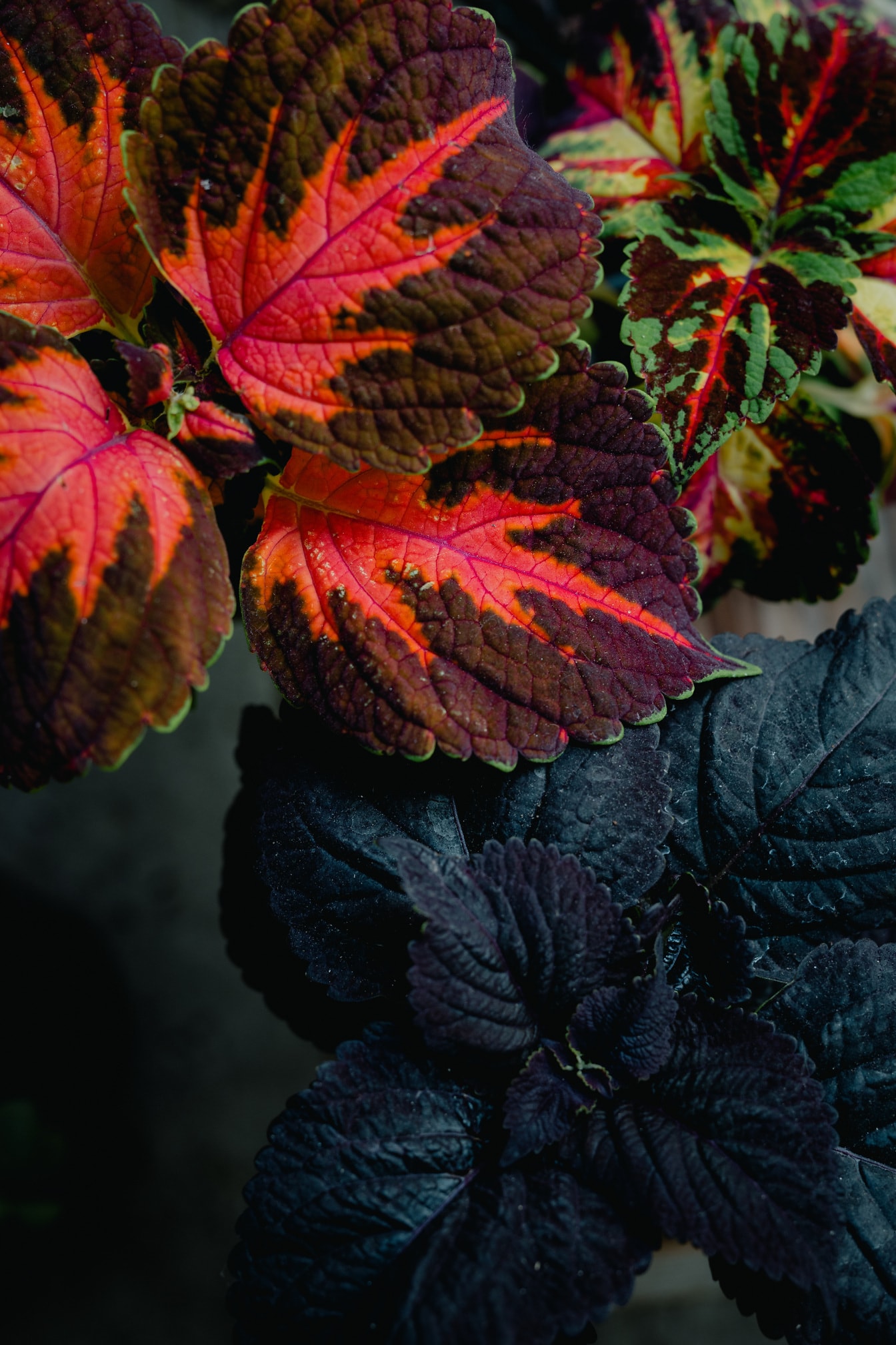 Kasvien tummanpunaiset ja tummanvihreät lehdet lähikuvassa