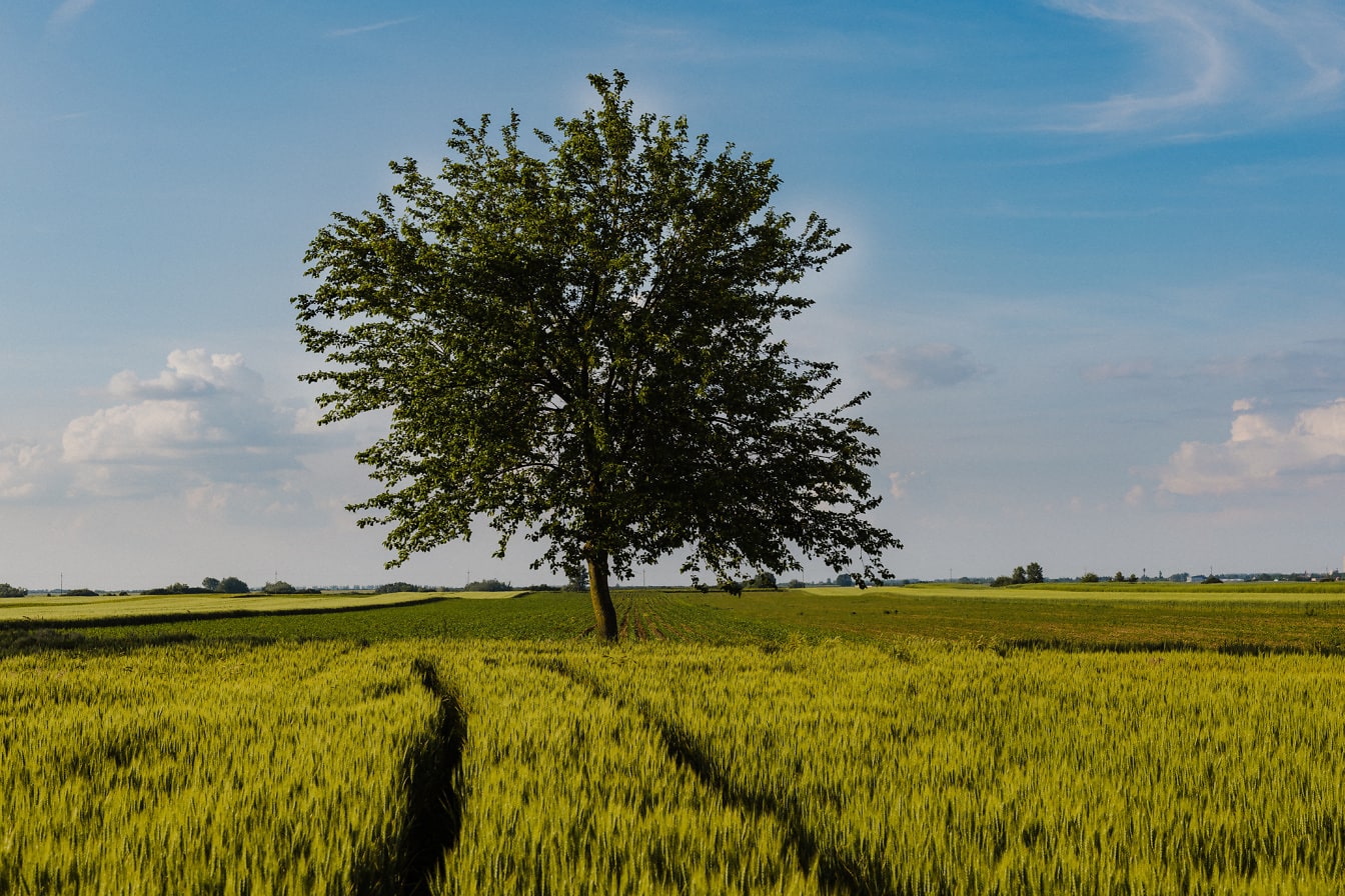 Grote boom op tarwe landbouwgebied in de lentetijd