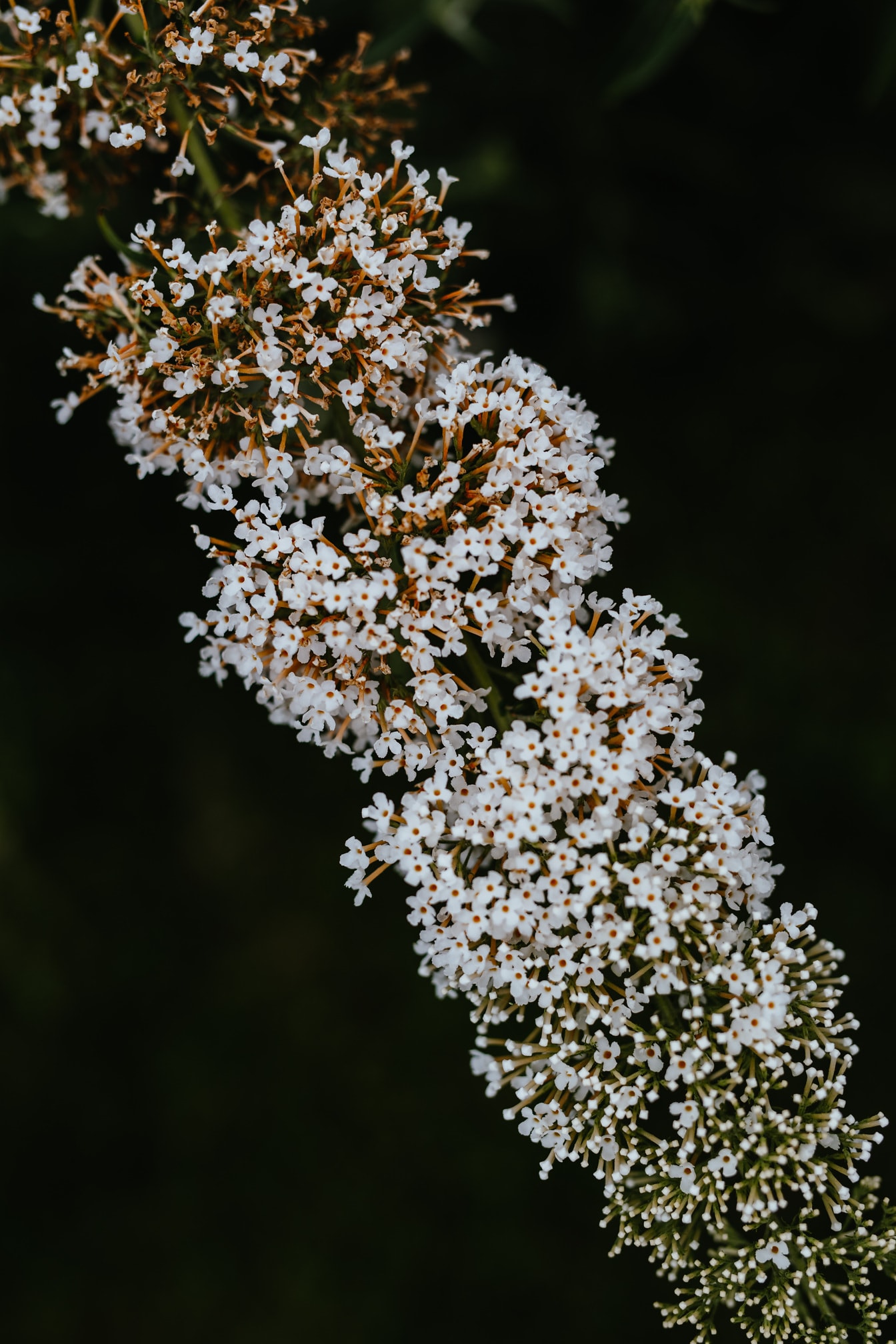Witte overvloedbloemclose-up (Buddleja davidii) wilde bloem