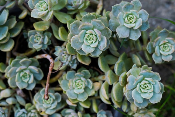 Echeveria prolifica succurlent herb close-up