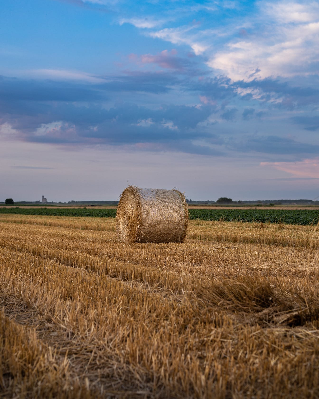 Roll bale haystack in wheat field in summer