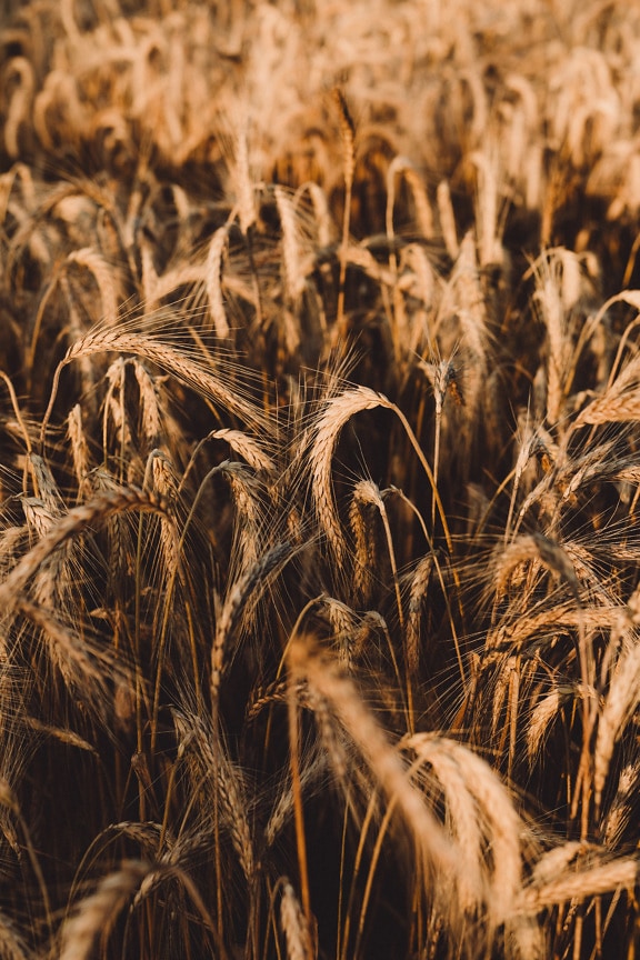 сухо, жълтеникаво-кафява, пшеница, семе, поле пшеница, лято, зърно