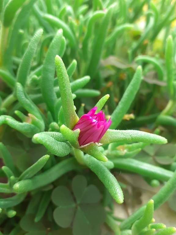 Vaaleanpunainen kukannuppu perässä olevasta jääkasvista (Lampranthus spectabilis) lähikuva
