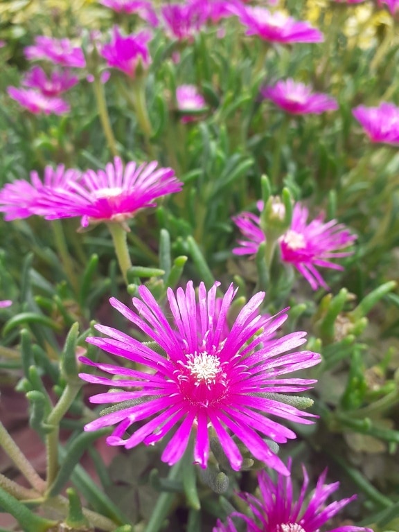 Trailing ice plant (Lampranthus spectabilis) with bright pinkish flowers