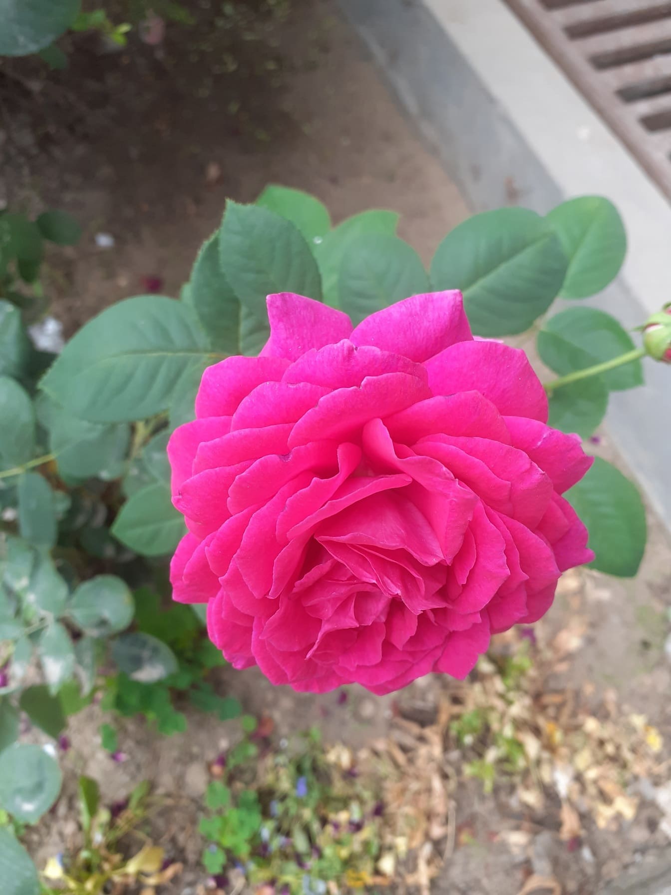 Ярка розова роза в градината близък план снимка