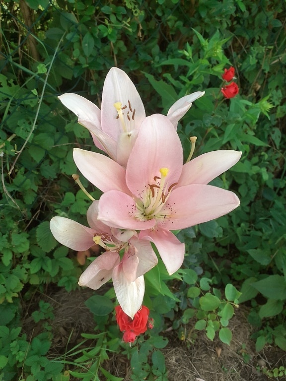 Ярко-розоватый цветок амариллиса, распускающийся в саду