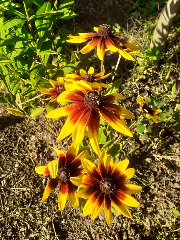 Orange yellow petals of black-eyed Susan (Ruudbeckia hirta) flowers