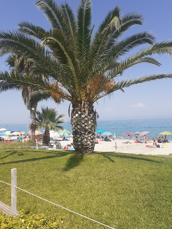 Große Palme am Strand mit Menschenmenge in der Sommersaison