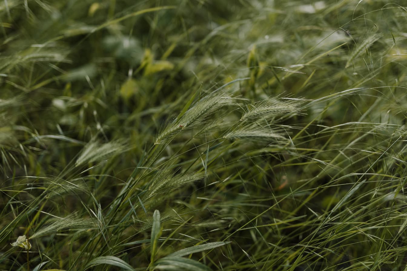 Nyúl árpa vagy foxtail (Hordeum murinum) sötétzöld fűnövények a réten tavasszal