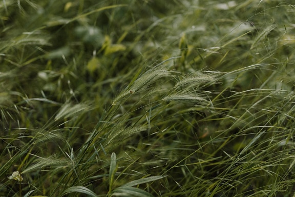 봄철에 초원에 있는 짙은 녹색 잔디 식물 (Hordeum murinum) 토끼 보리 또는 여우꼬리