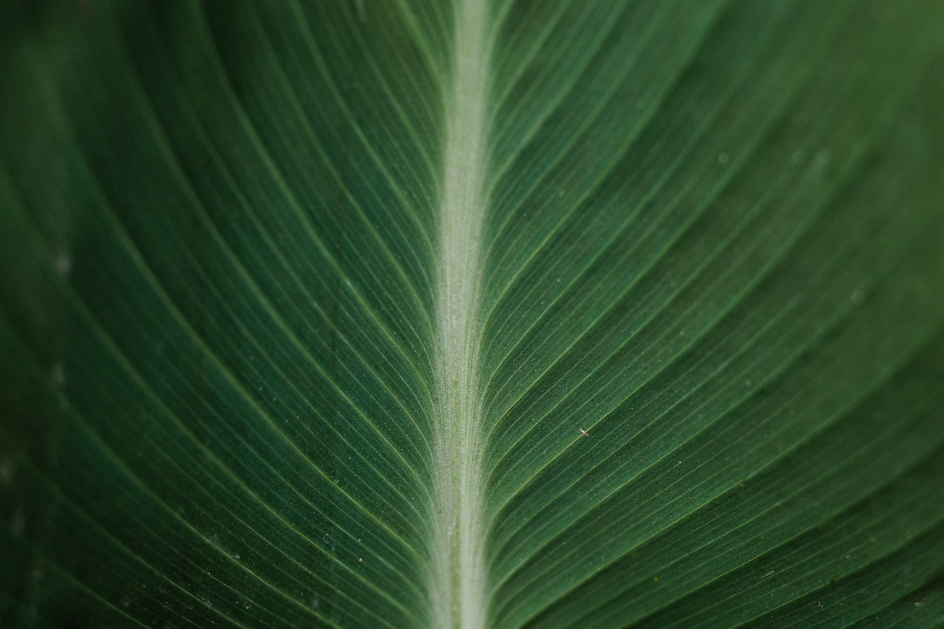 Tekstura makrofotografii ciemnozielonego liścia palmowego