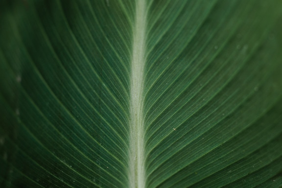 De textuur van de macrofoto van donkergroen palmblad