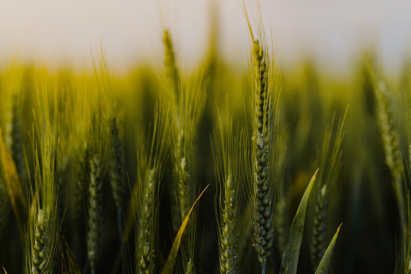 Detailný záber organickej zelenej pšenice na pšeničnom poli
