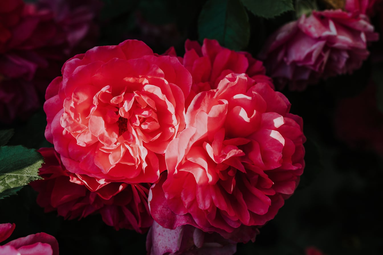 Rose rosse con petali luminosi che sbocciano in ombra da vicino