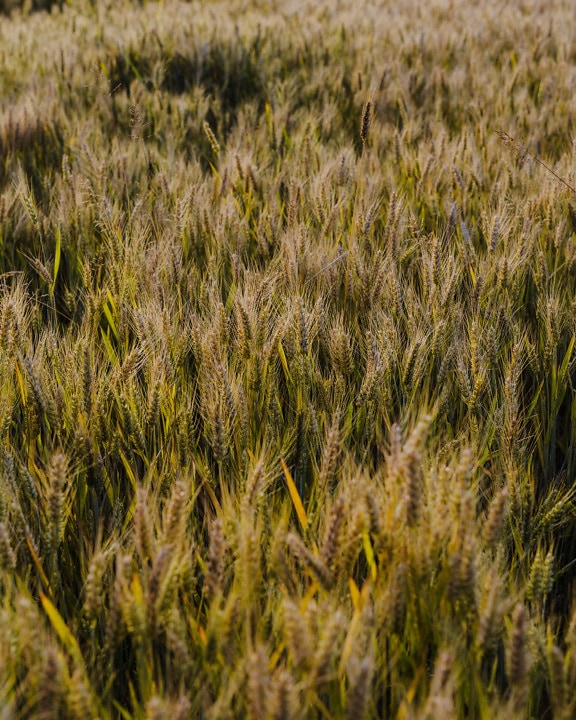 Greenish yellow wheat in organic wheat flat field