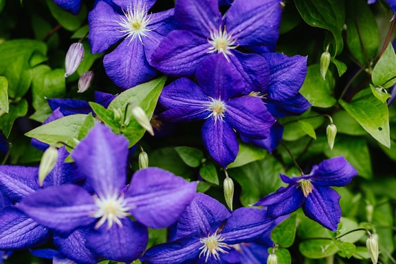 Kelopak ungu gelap bunga clematis mekar