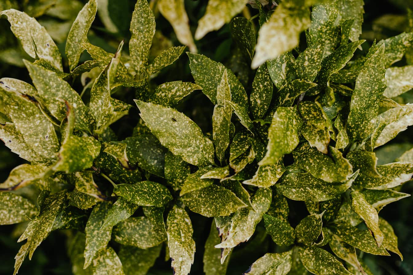 A foltos babér gyógynövény zöldessárga levelei (Aucuba japonica)