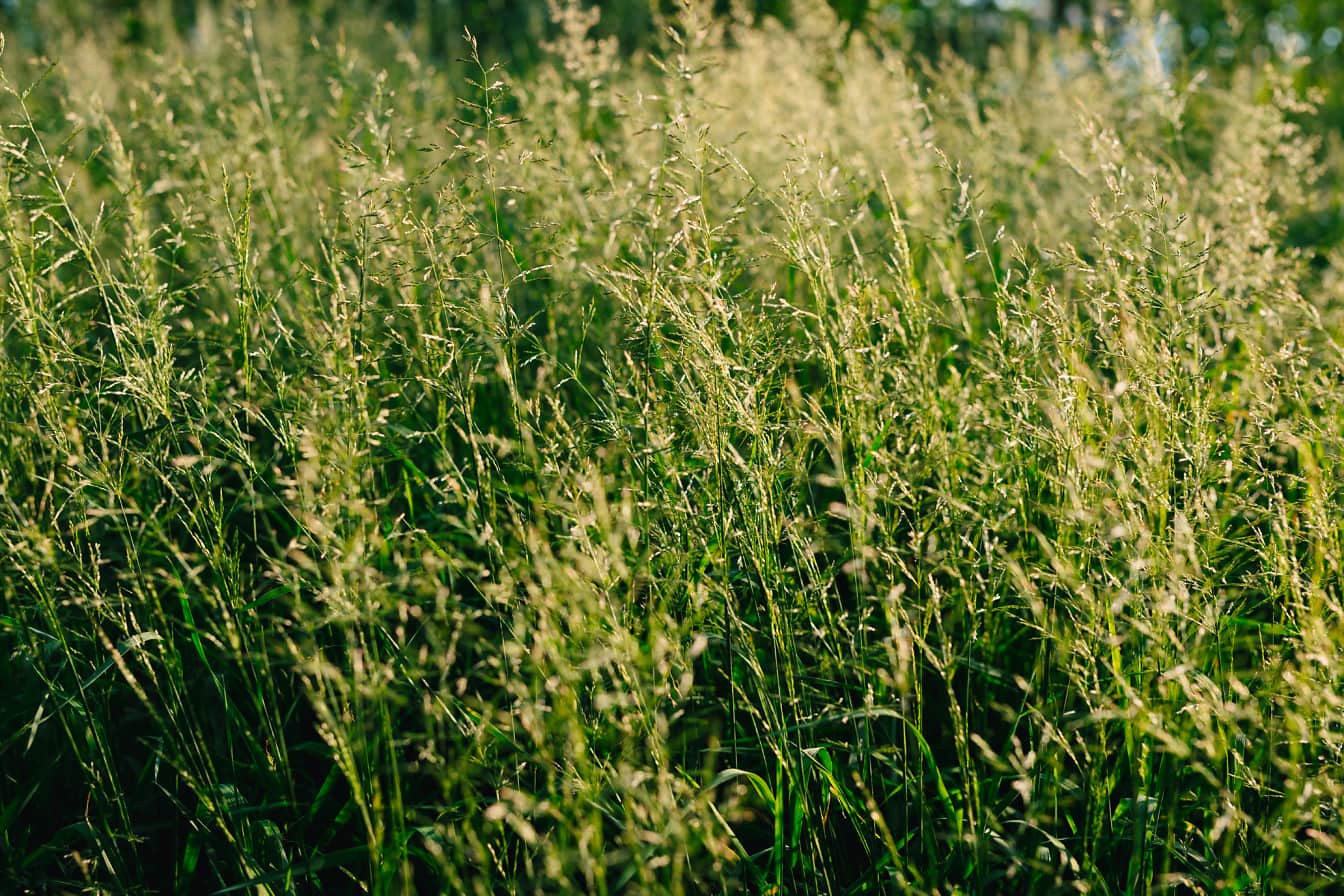 Gros plan de la tige des plantes d’herbes sauvages poussant dans la prairie