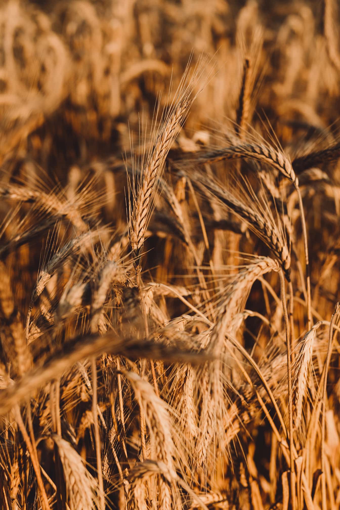 Primer plano del tallo con semillas de trigo seco en el campo de trigo