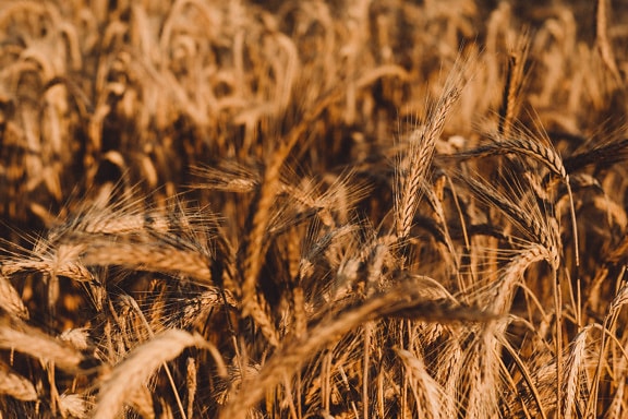Lúa mì khô chín trên cánh đồng lúa mì cận cảnh ống hút bằng hạt
