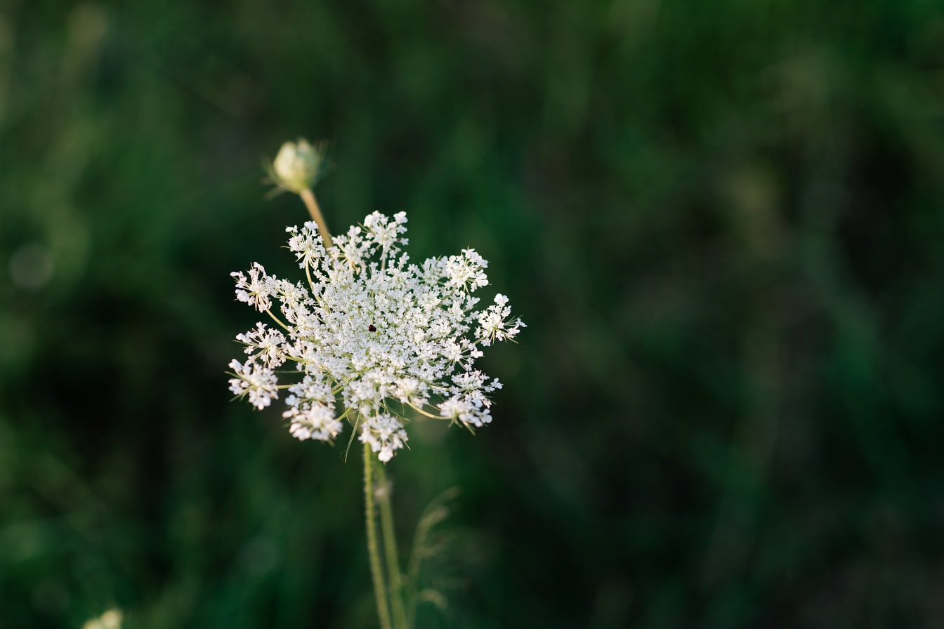 Biljka divlje mrkve (Daucus carota) bijelog cvijeta divljeg cvijeća cvjeta izbliza