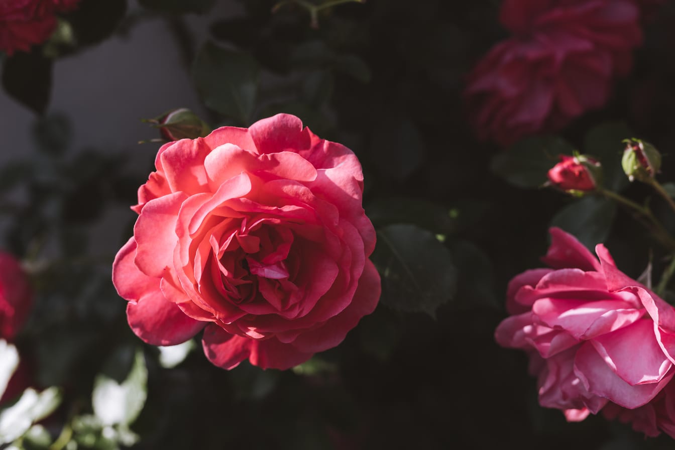Pétales de roses aux couleurs rosées pastel dans le jardin de fleurs