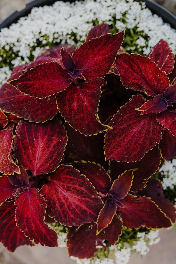 Dark red leaves of nettle herb in flowerpot close-up
