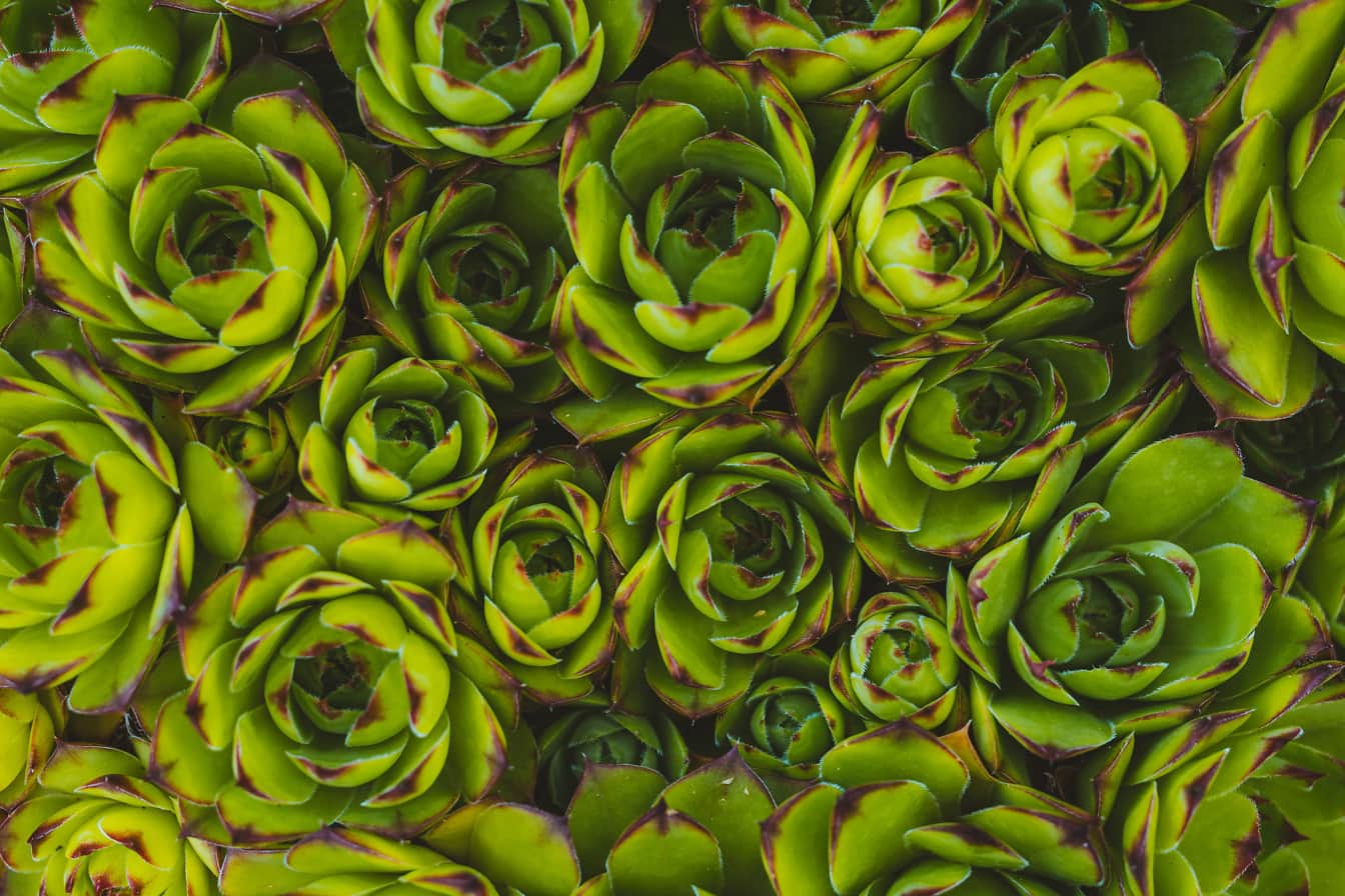 Ortak ev pırasa (Sempervivum tectorum) yeşilimsi sarı etli bitki