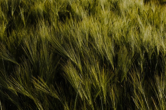 春のクローズアップの平らな畑の濃い緑色の大麦ハーブ