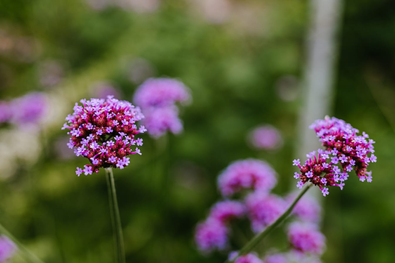 紫色的马鞭草 (Verbena bonariensis) 粉红色花朵的特写