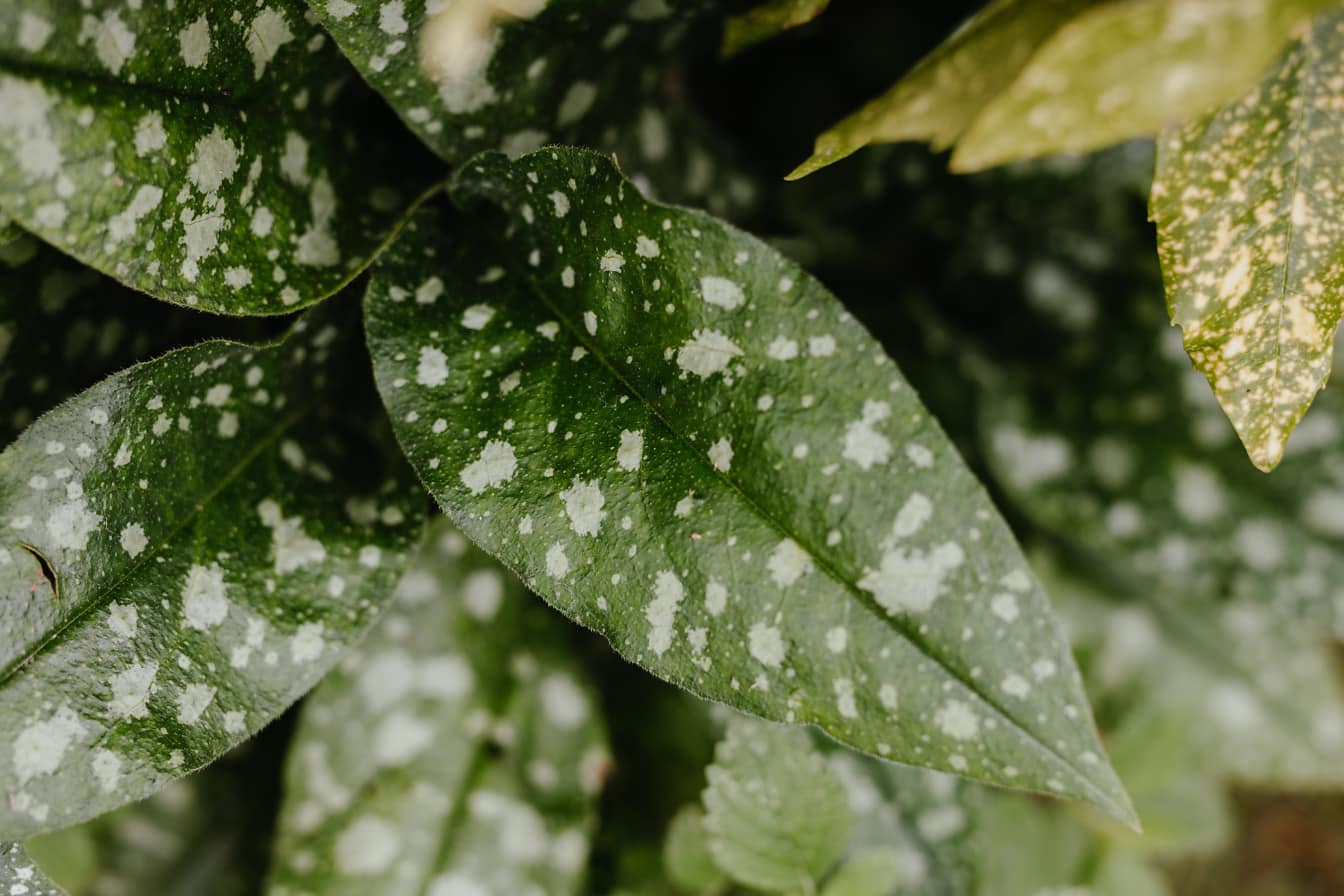 Pulmonaria (lungwort) planta cu frunze verde inchis aproape