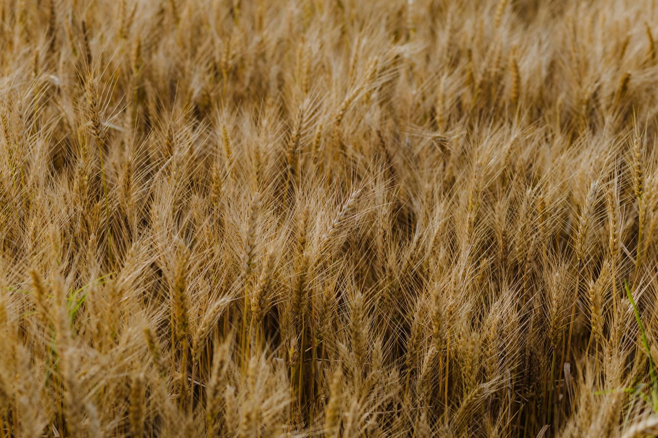 Cereal marrón claro en campo de trigo agrícola en temporada de verano
