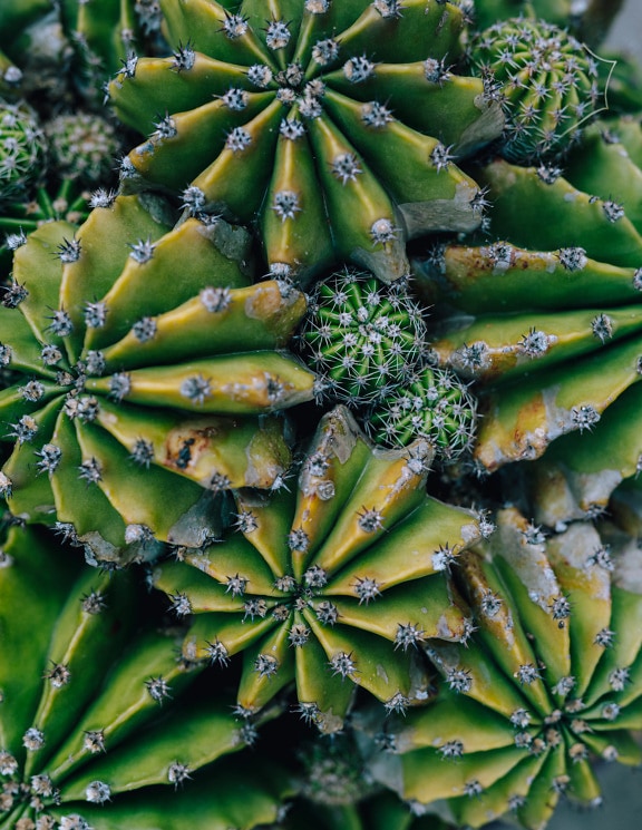 Donkergroen cactuskruid met de foto van de doornclose-up