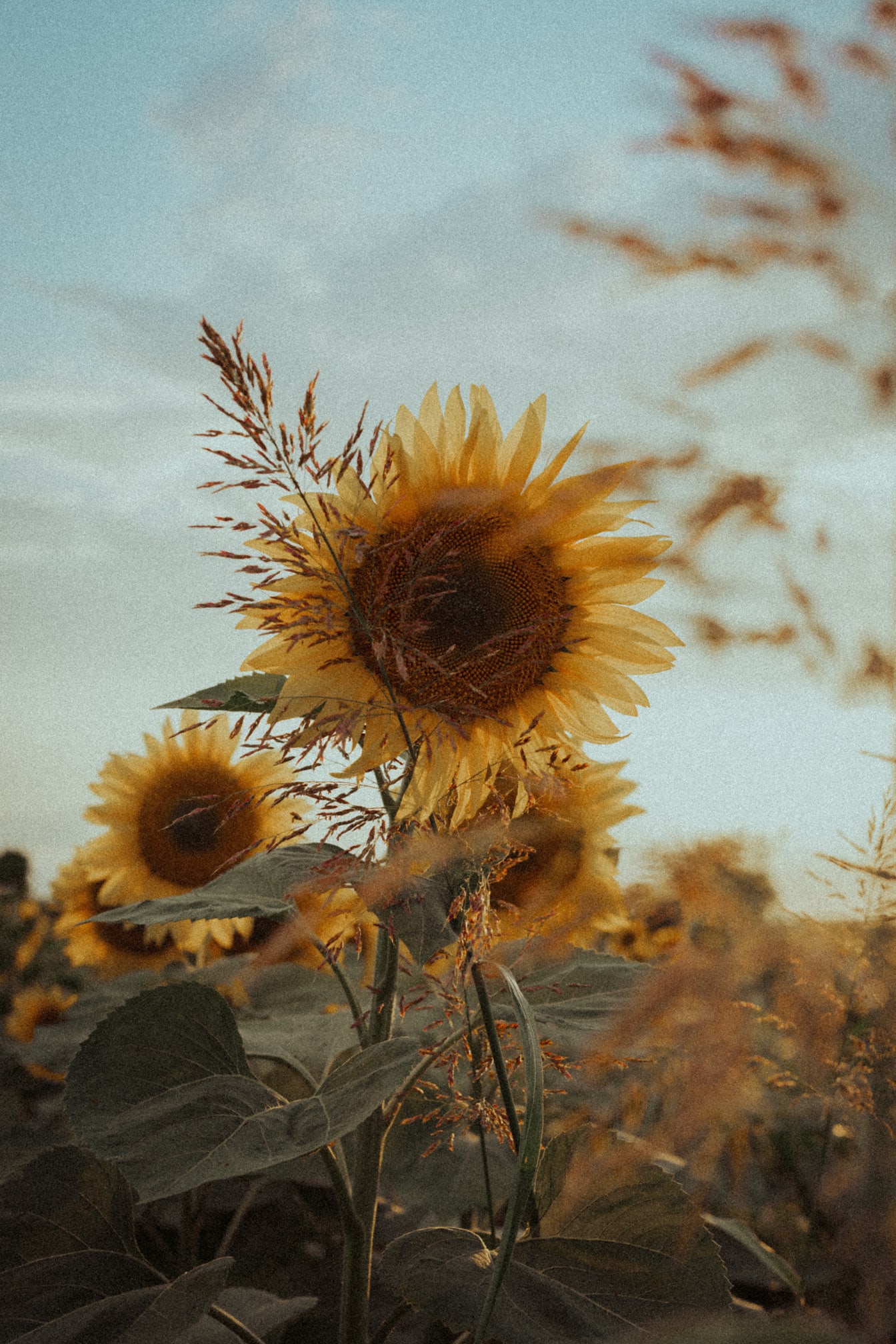 Jasne žltkasté slnečnice, kvety v vidieckom poli