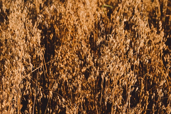 Gros plan d’une tige d’avoine sur un champ plat agricole en saison estivale