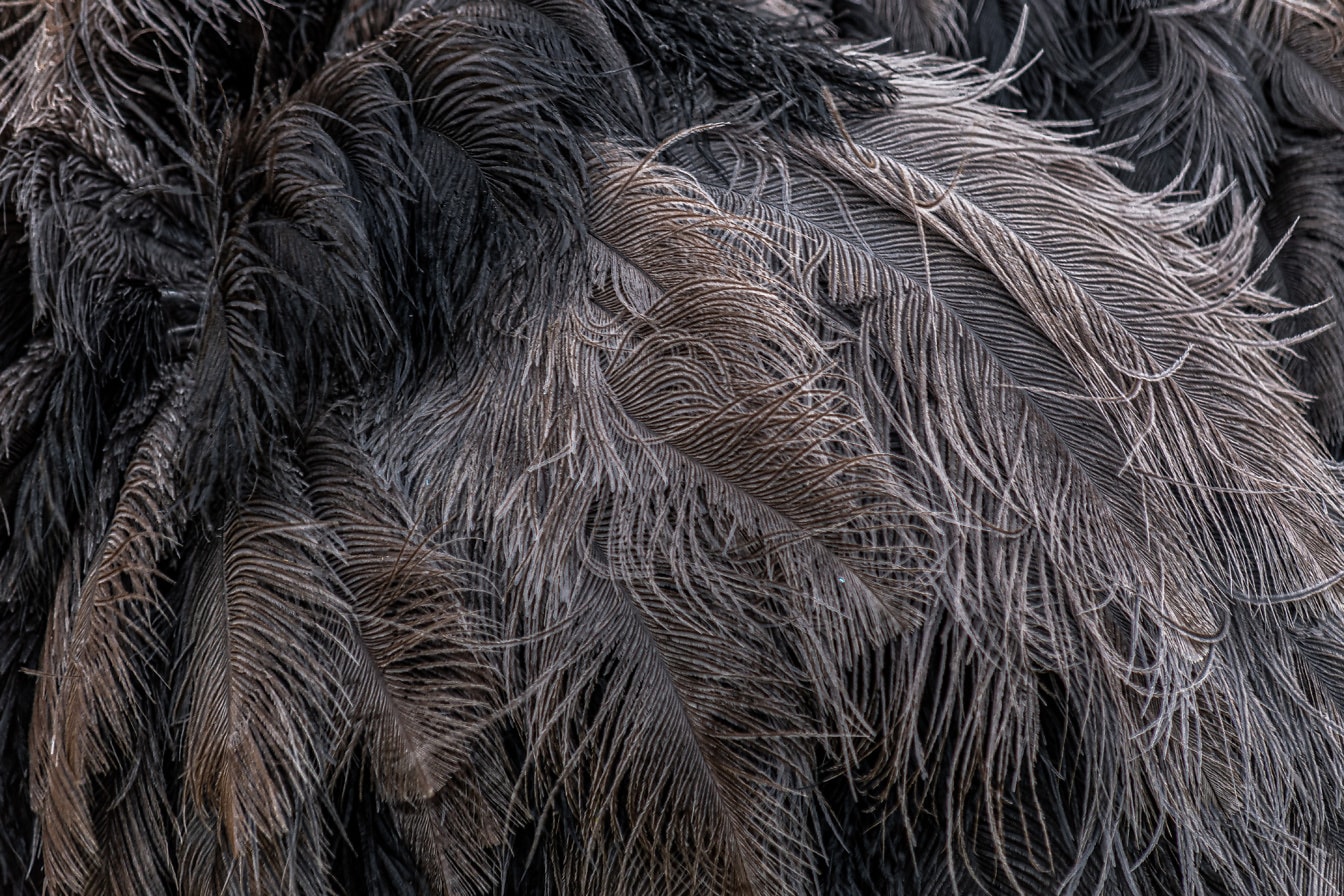 Primer plano de la textura de la pluma de avestruz gris oscuro