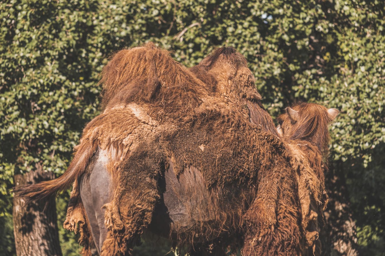 Bactrian kameli (Camelus bactrianus) eläin, jolla on ruskea turkis
