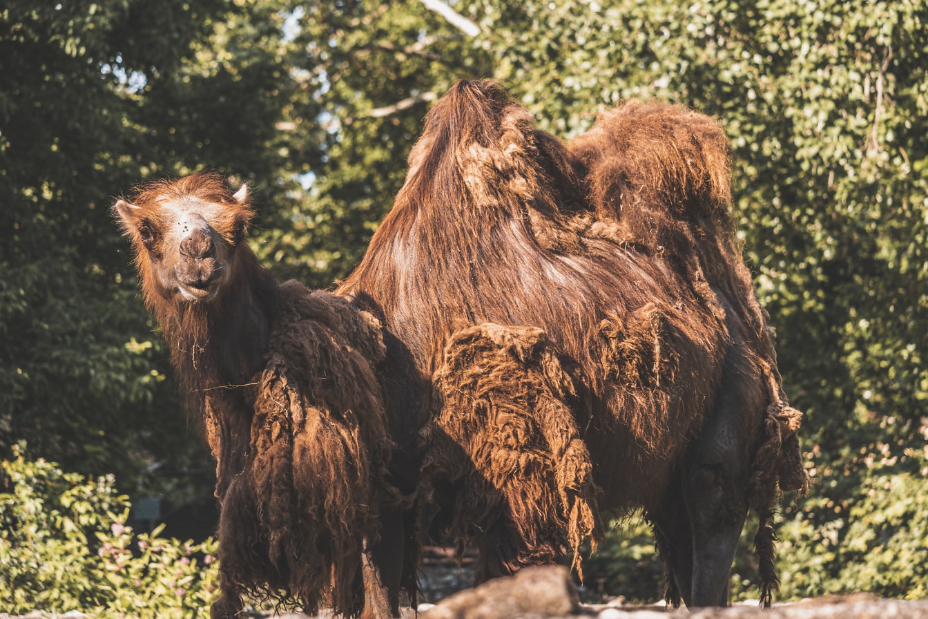 Baktriska eller mongoliska kameler (Camelus bactrianus) djur