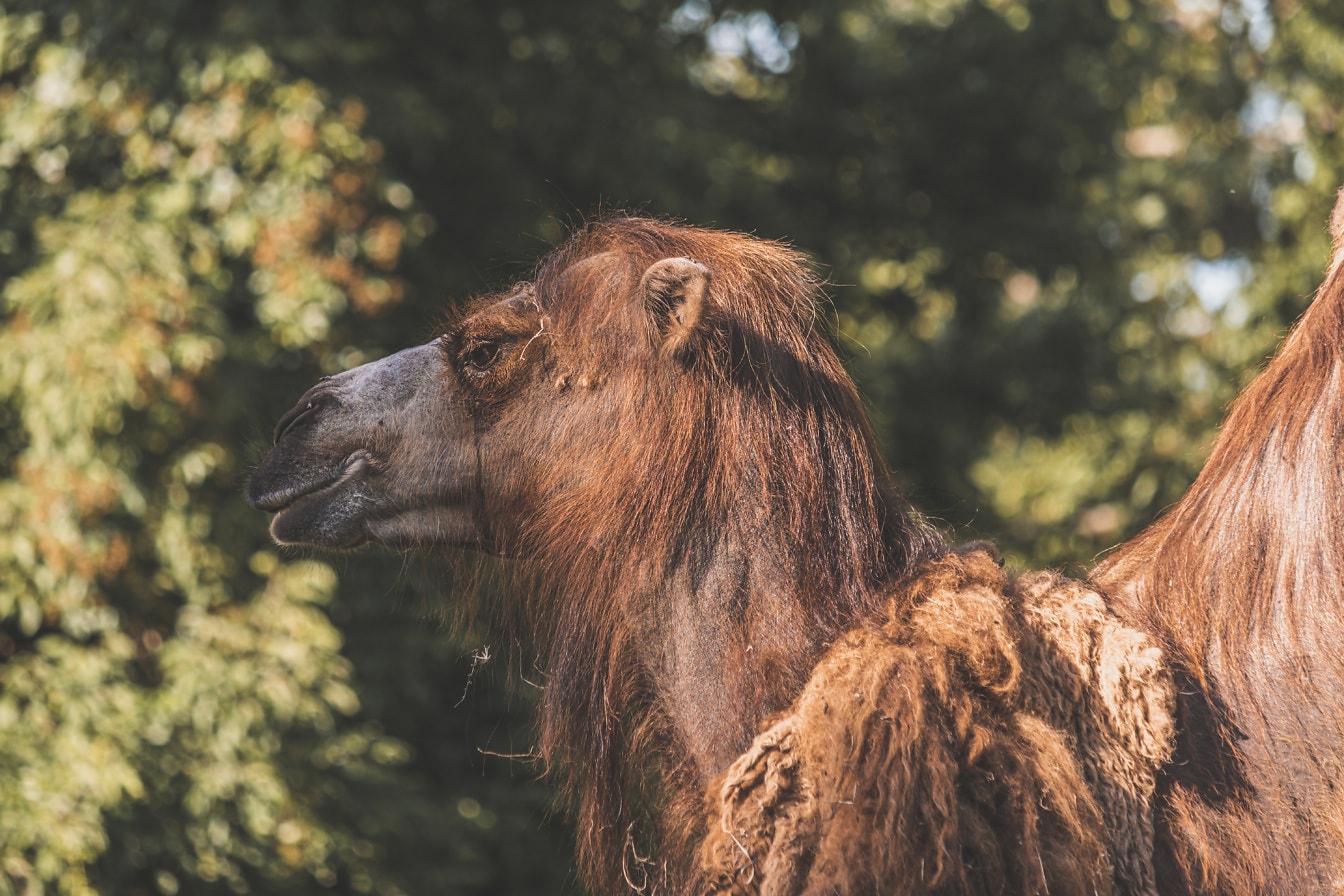 Tampak samping kepala unta Mongolia (Camelus bactrianus) hewan